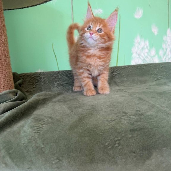 Maine Coon Alex