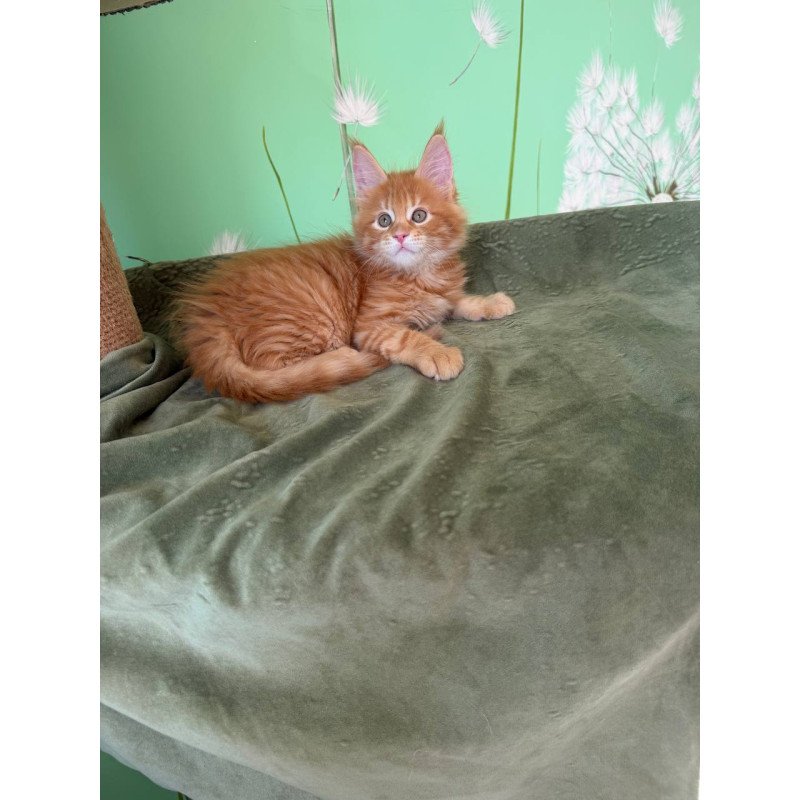 Maine Coon Alex