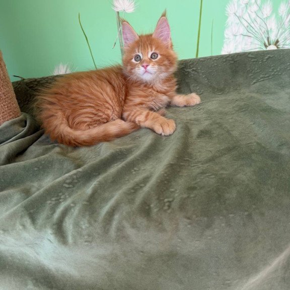 Maine Coon Alex