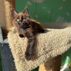 Maine Coon Arehie
