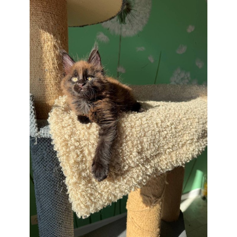 Maine Coon Arehie