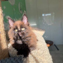 Maine Coon Arehie
