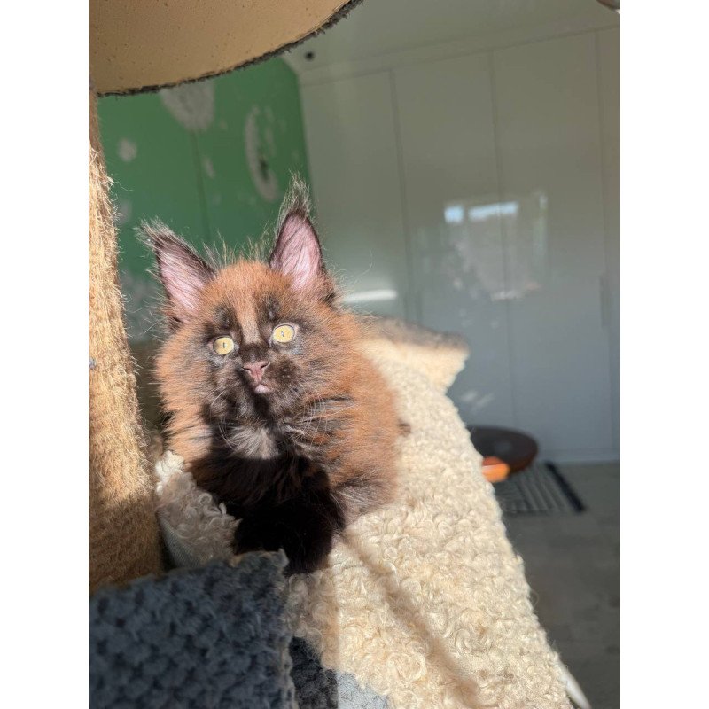 Maine Coon Arehie