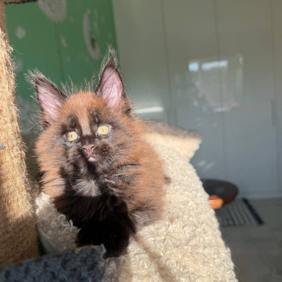 Maine Coon Arehie