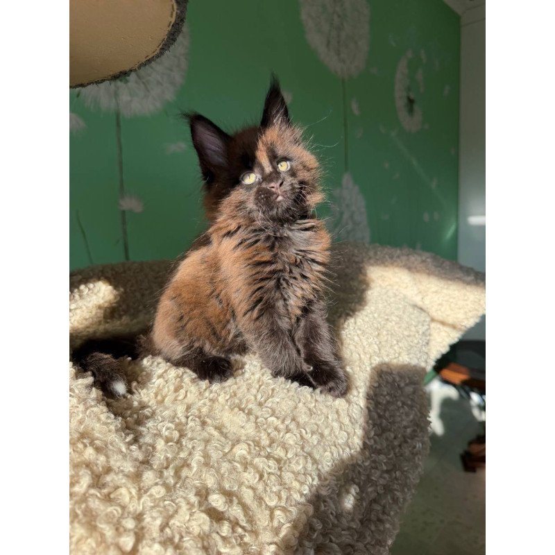 Maine Coon Arehie