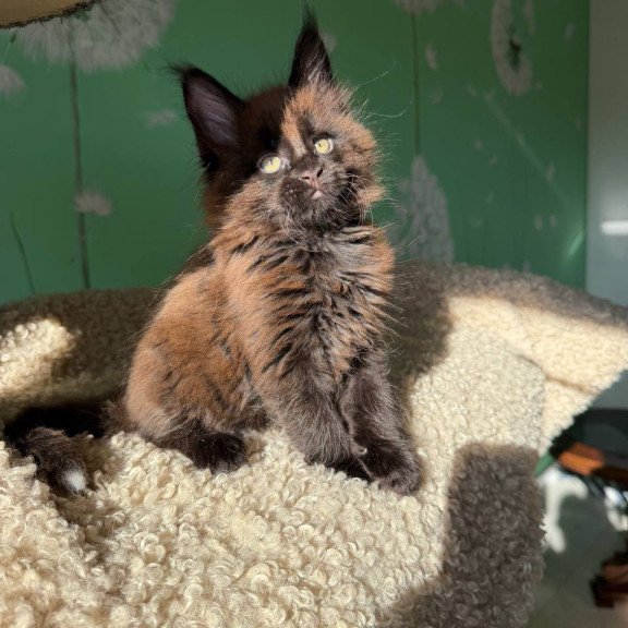Maine Coon Arehie