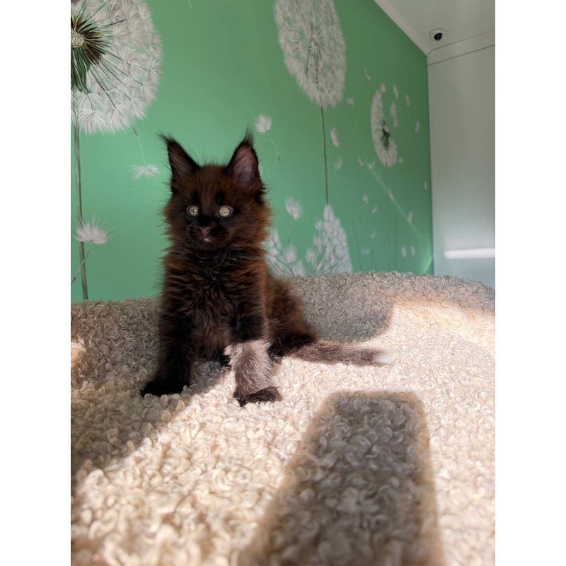 Maine Coon Arehie