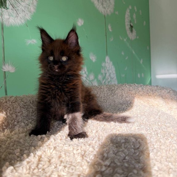 Maine Coon Arehie
