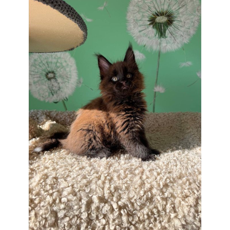 Maine Coon Arehie