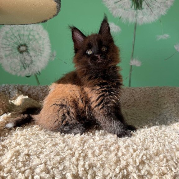 Maine Coon Arehie