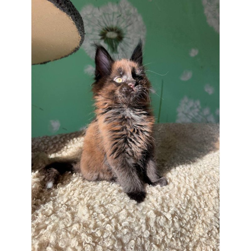 Maine Coon Arehie