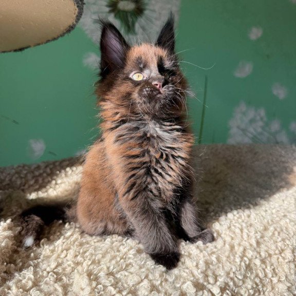 Maine Coon Arehie