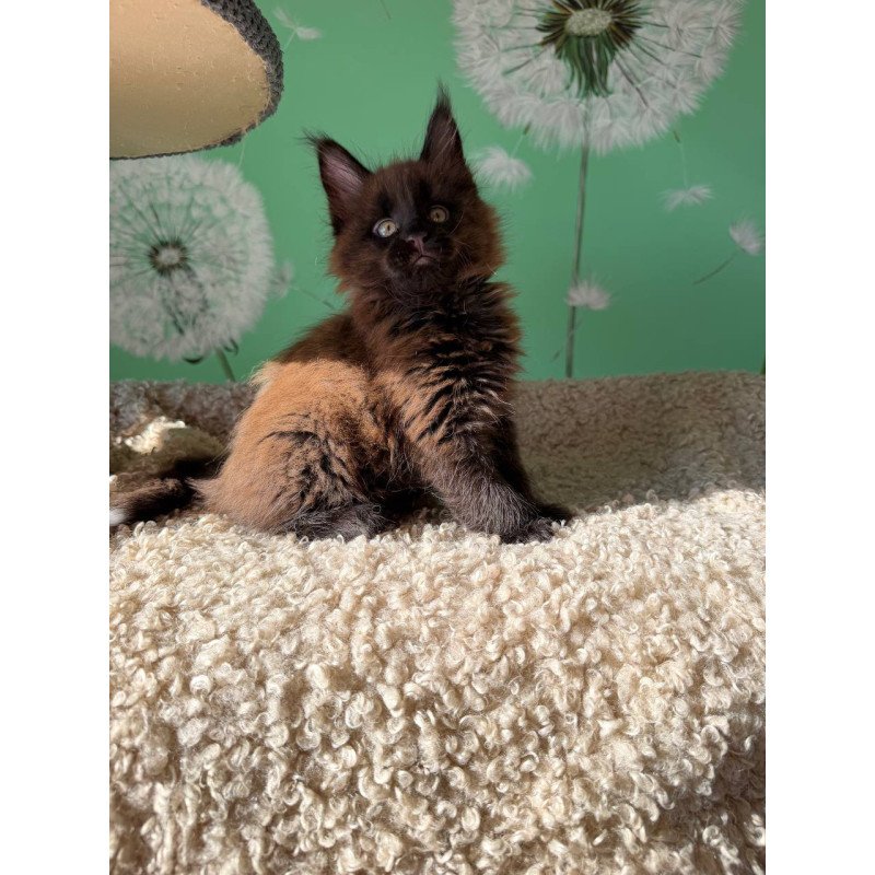 Maine Coon Arehie