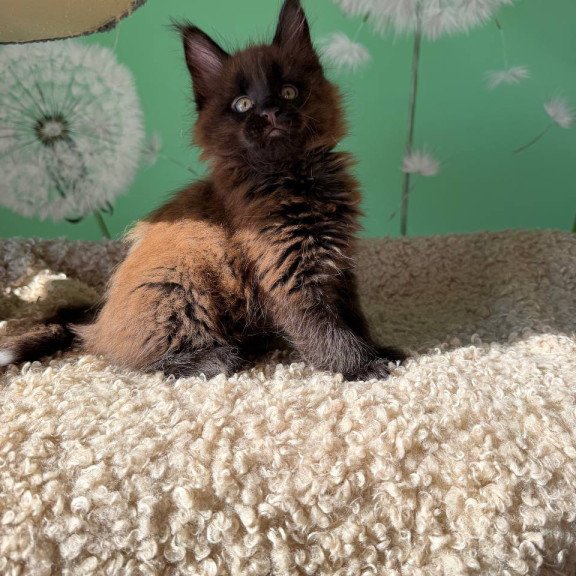 Maine Coon Arehie