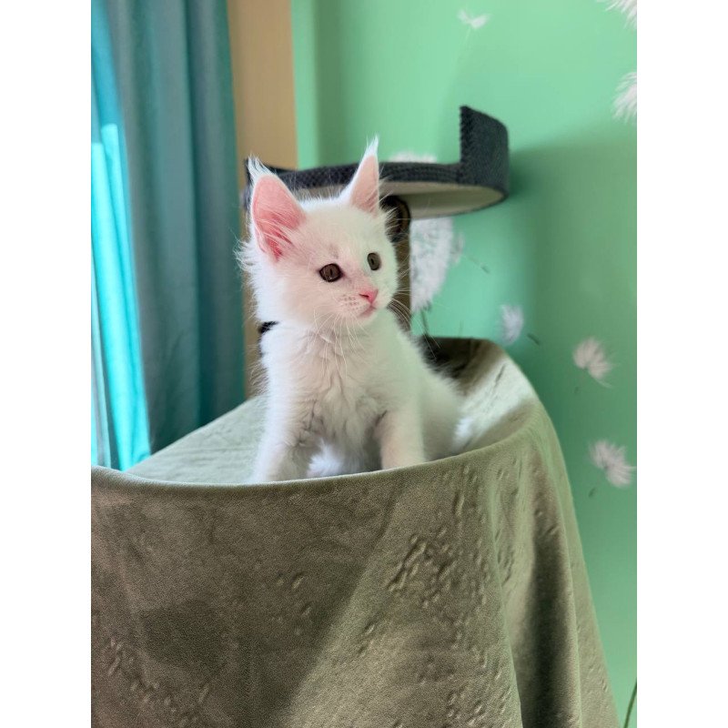 Maine Coon Ariel