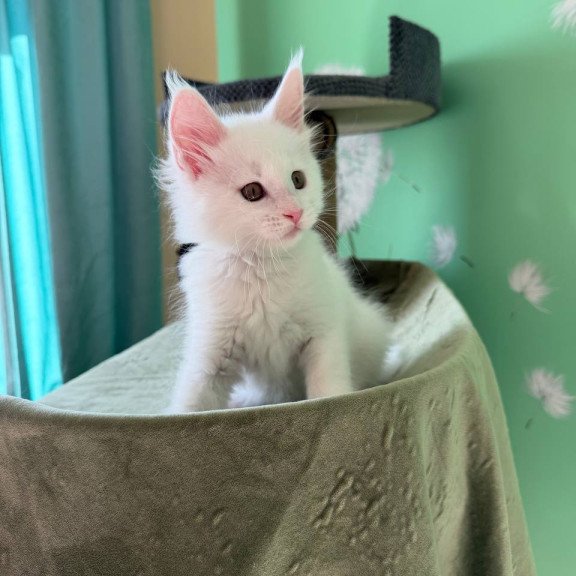 Maine Coon Ariel