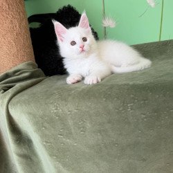 Maine Coon Ariel