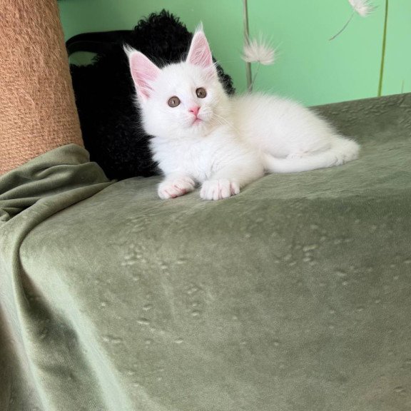 Maine Coon Ariel