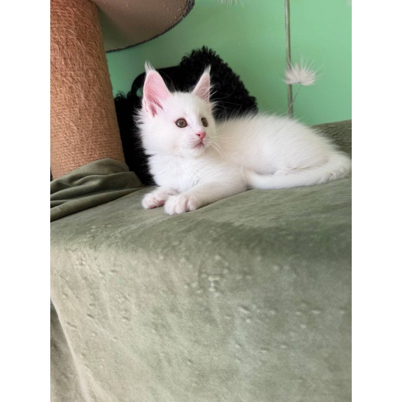 Maine Coon Ariel