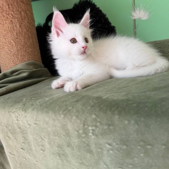 Maine Coon Ariel