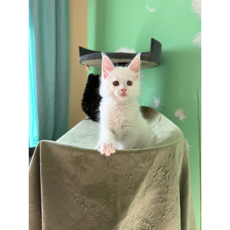 Maine Coon Ariel