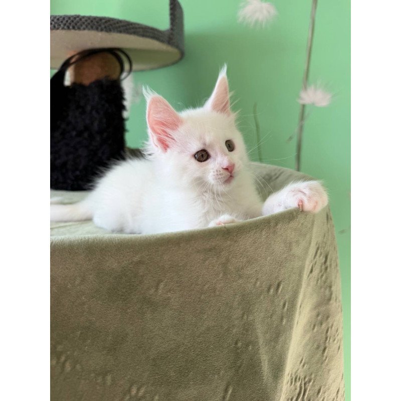 Maine Coon Ariel