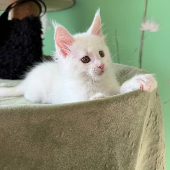 Maine Coon Ariel