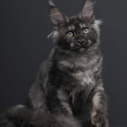 Maine Coon AP Nevada