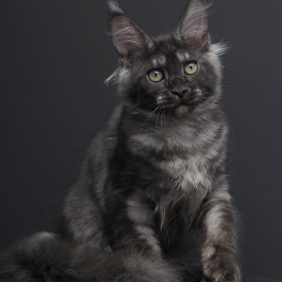Maine Coon AP Nevada