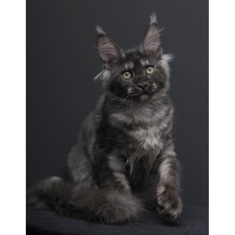 Maine Coon AP Nevada