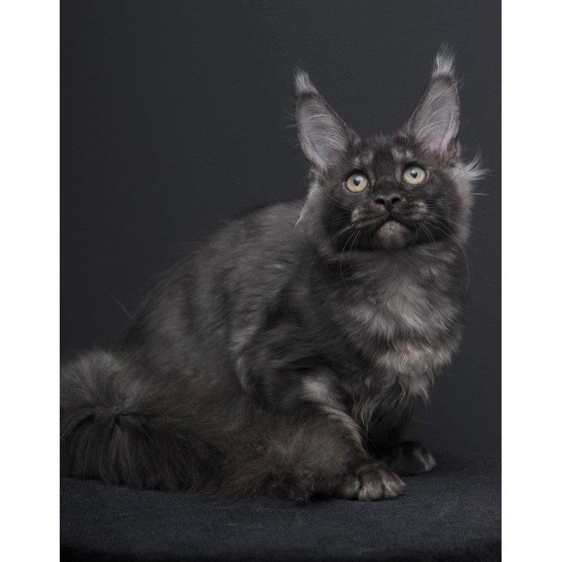 Maine Coon AP Nevada