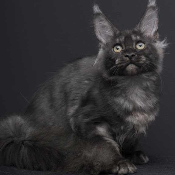 Maine Coon AP Nevada
