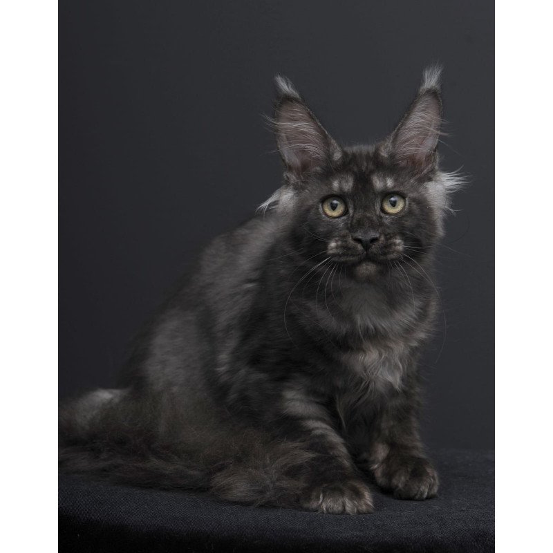 Maine Coon AP Nevada
