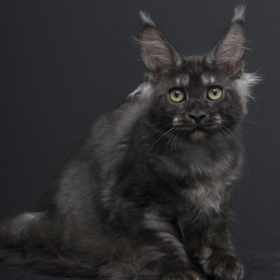 Maine Coon AP Nevada