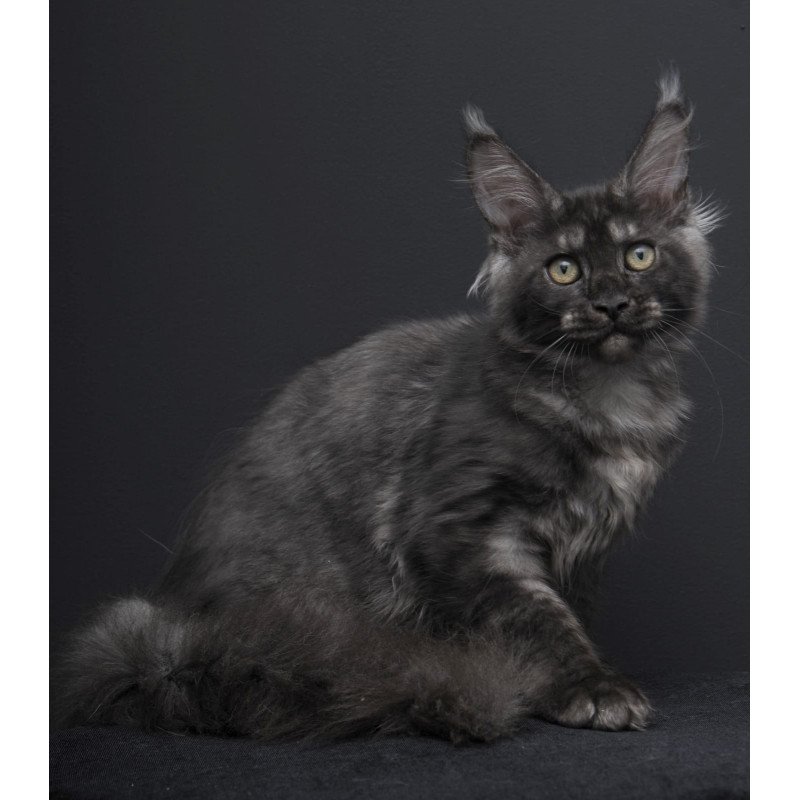 Maine Coon AP Nevada