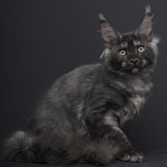 Maine Coon AP Nevada