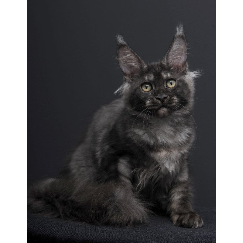 Maine Coon AP Nevada