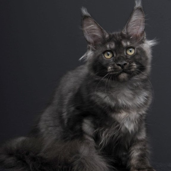 Maine Coon AP Nevada