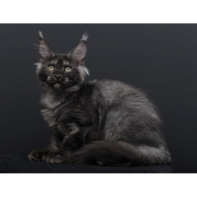 Maine Coon AP Nevada