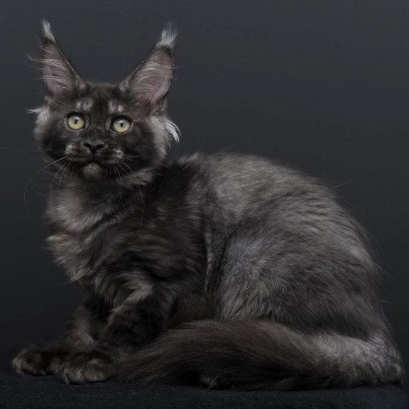 Maine Coon AP Nevada