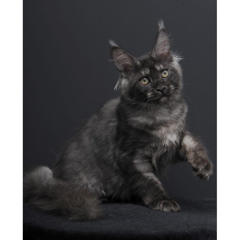 Maine Coon AP Nevada