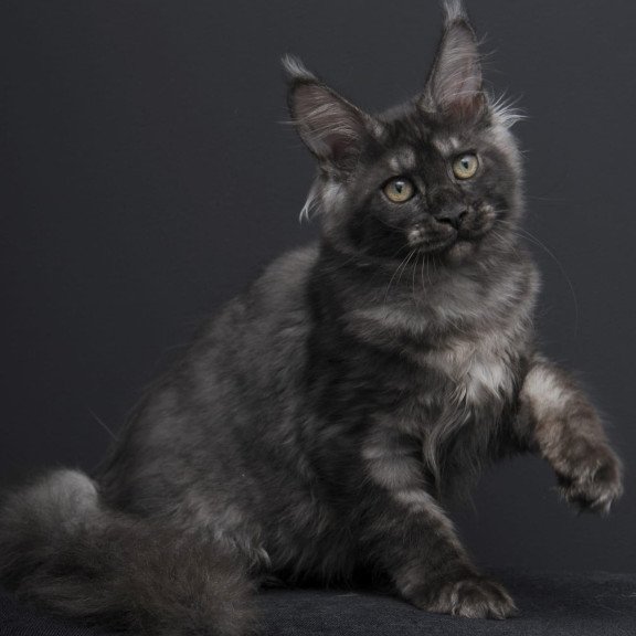 Maine Coon AP Nevada