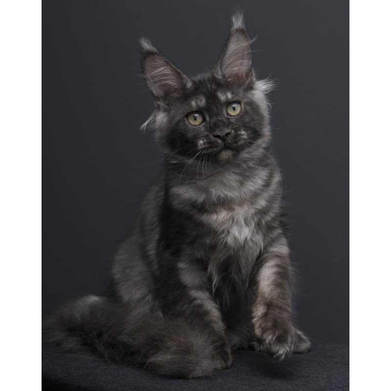 Maine Coon AP Nevada