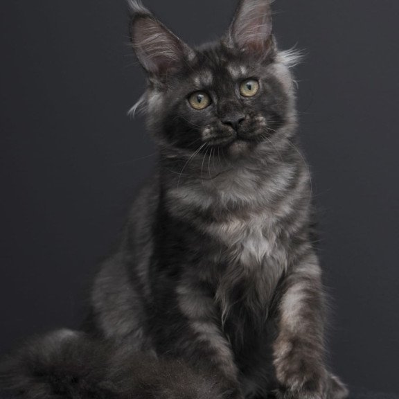 Maine Coon AP Nevada