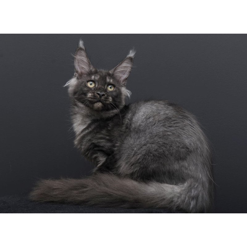 Maine Coon AP Nevada