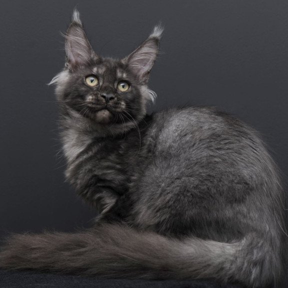 Maine Coon AP Nevada