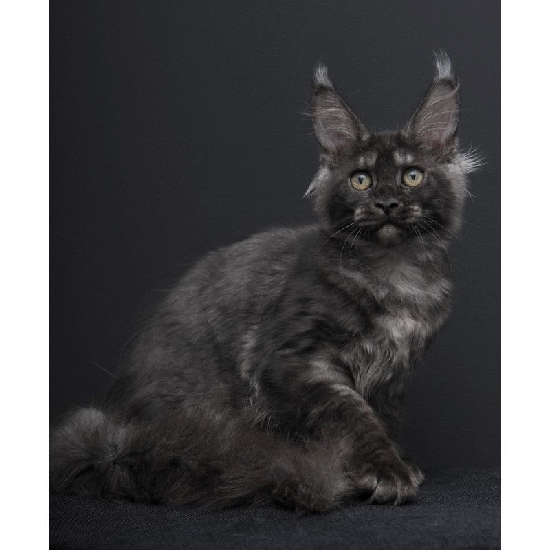 Maine Coon AP Nevada