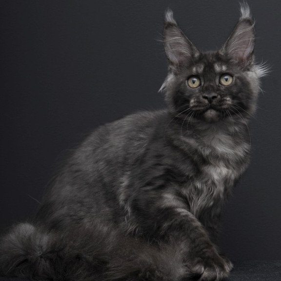 Maine Coon AP Nevada