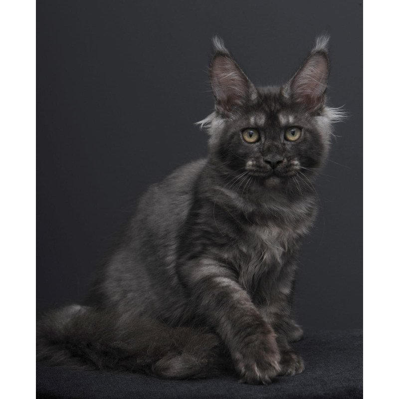 Maine Coon AP Nevada