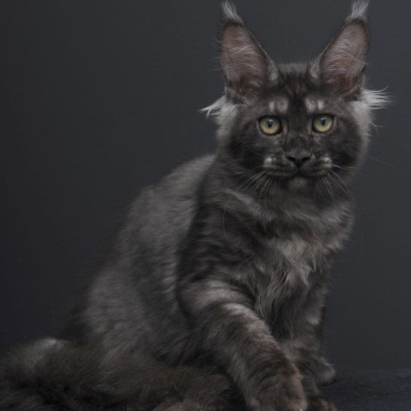 Maine Coon AP Nevada
